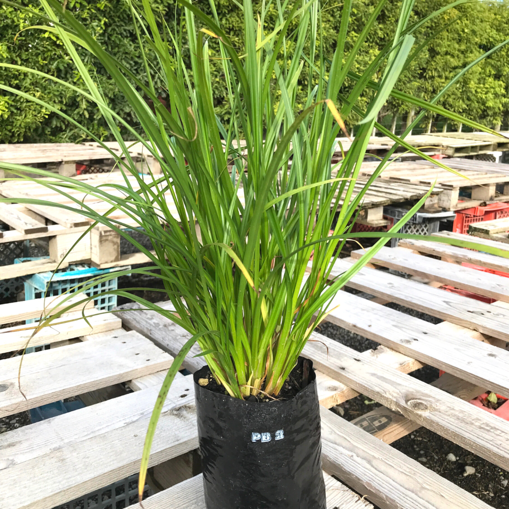 Carex Maorica